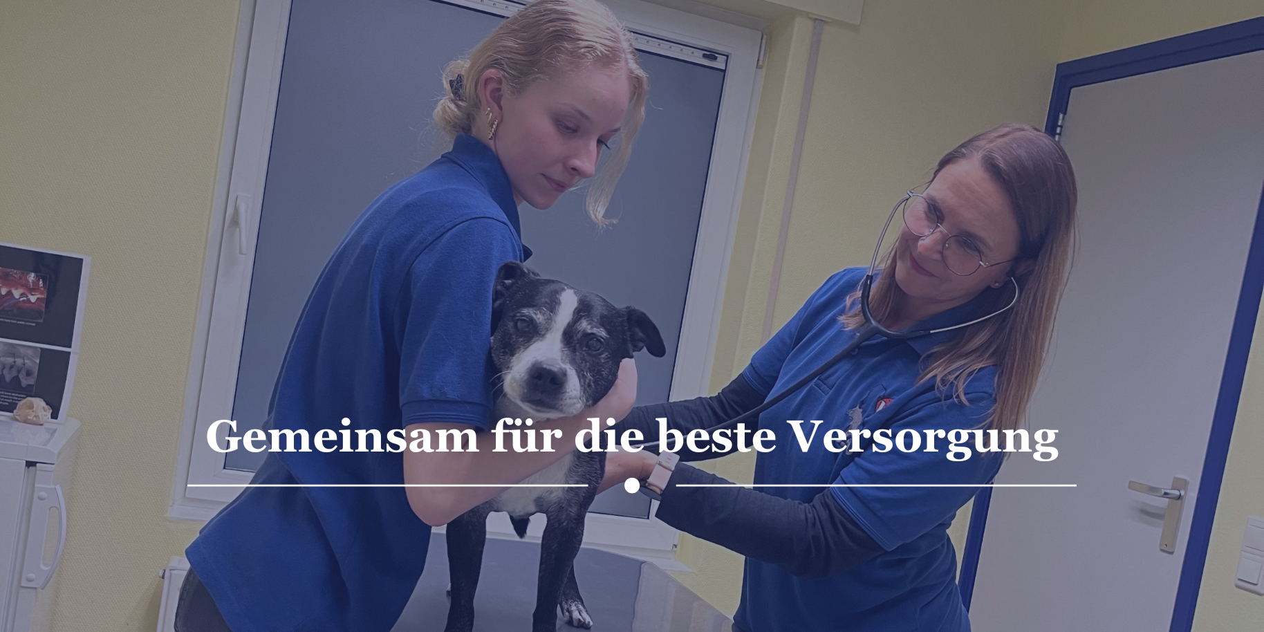 Teaserbild Kleintierpraxis van de Louw